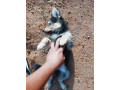 filhotes-de-pastor-alemao-a-venda-small-0
