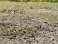 costa-do-sol-zona-de-expansao-terreno-1530-small-2