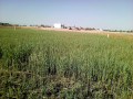 terreno-5060-na-estrada-circular-costa-do-sol-casa-jovem-small-3