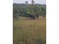 vende-se-um-espaco-de-7-hectares-na-berma-da-estrada-ao-lado-do-complexo-louanine-na-estrada-da-linha-pra-quem-vai-a-albasine-via-romao-small-2