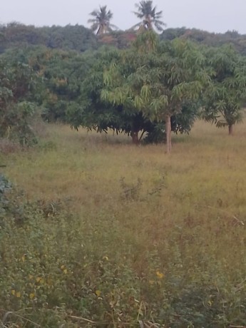 vende-se-um-espaco-de-7-hectares-na-berma-da-estrada-ao-lado-do-complexo-louanine-na-estrada-da-linha-pra-quem-vai-a-albasine-via-romao-big-2