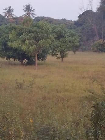 vende-se-um-espaco-de-7-hectares-na-berma-da-estrada-ao-lado-do-complexo-louanine-na-estrada-da-linha-pra-quem-vai-a-albasine-via-romao-big-1