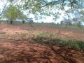 trespassa-se-272ha-em-chigubutana-small-4