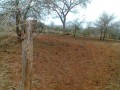 trespassa-se-272ha-em-chigubutana-small-3
