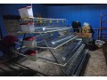 baterias-para-poedeiras-novas-vulgo-gaiolas-galvanizadas-small-2