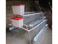 baterias-para-poedeiras-novas-vulgo-gaiolas-galvanizadas-small-3